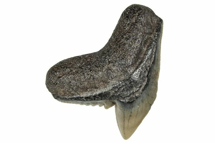 Fossil Tiger Shark (Galeocerdo) Tooth - South Carolina #359079